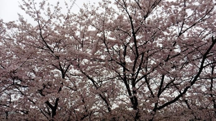 夢前川沿いの桜 2015