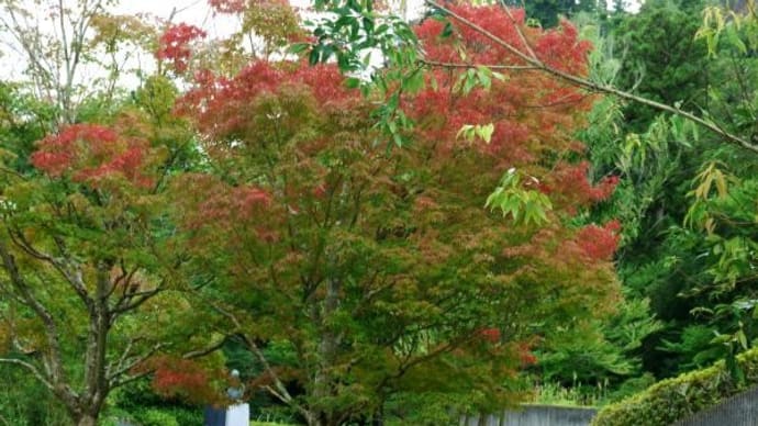 2024年 8月 7日(水)の「仙台七夕まつり」と「青葉城」(8)
