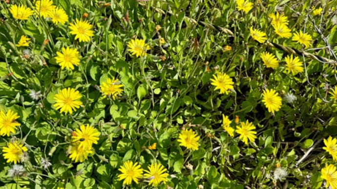オオジシバリ(大地縛り)の花