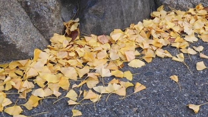 金色のちひさき鳥のかたちして 銀杏ちるなり・・・
