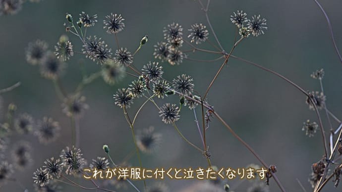 今年最後の除草です