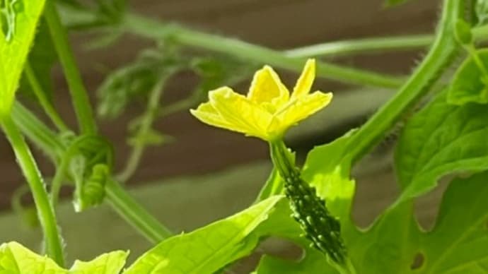 アバシゴーヤの雌花、結実