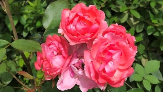 7月上旬の庭の花 薔薇 百合テーブルダンス コンカドール