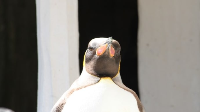 ペンギンの真面目顔
