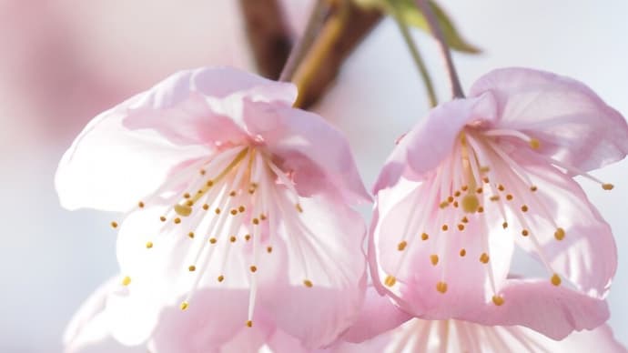 皇子が丘公園.....ハツミヨ桜 part3