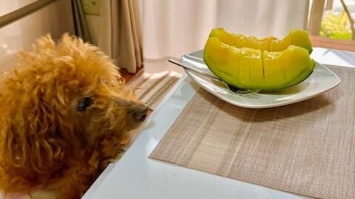 ６月９日 メロンが食べ頃