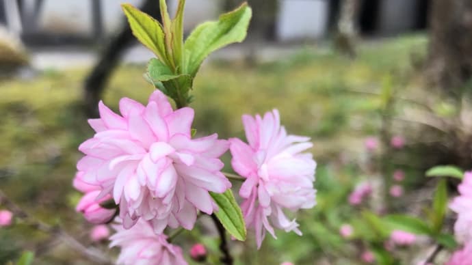 庭桜