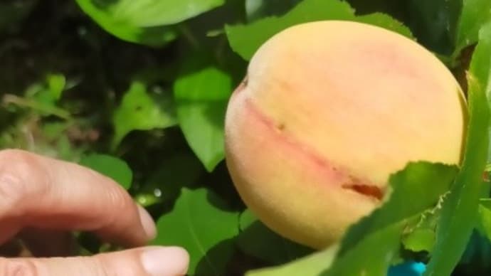 No.2563 鉢植えの白桃