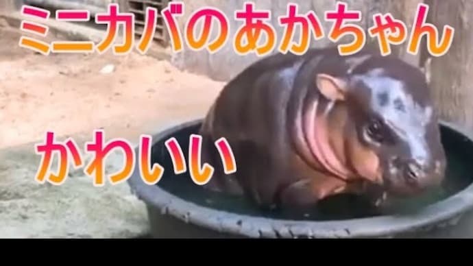 かわいいカバ赤ちゃんの日常をご覧ください。