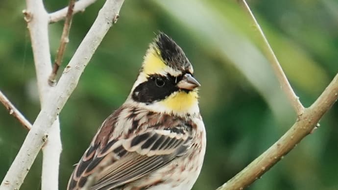 ミヤマホウジロ(深山頬白)