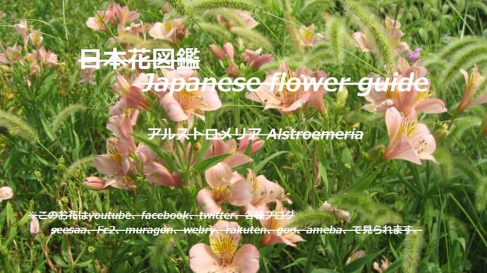草原はインカ?!Is the meadow an Inca? !!