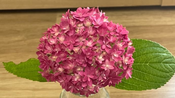 紫陽花〰️