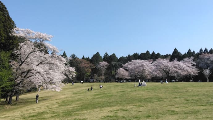 日本さくら名所100選でお花見