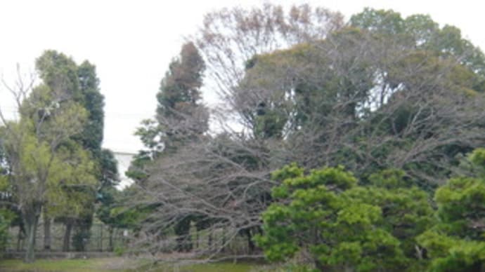 近所の桜の見所