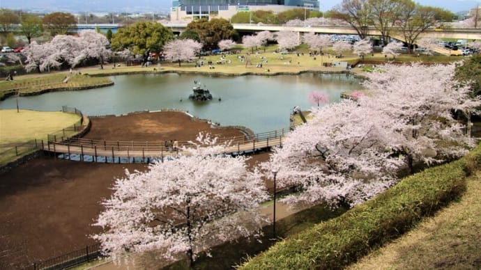 前橋公園の桜満開１