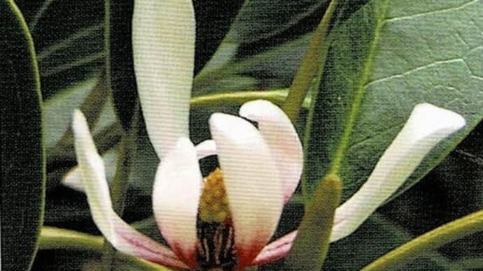 硬貨の植物