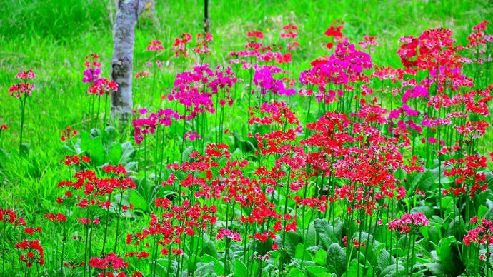 入笠湿原の草花　２０２０梅雨