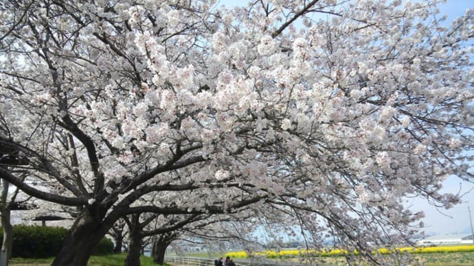 水辺公園の桜2022/3/30後編