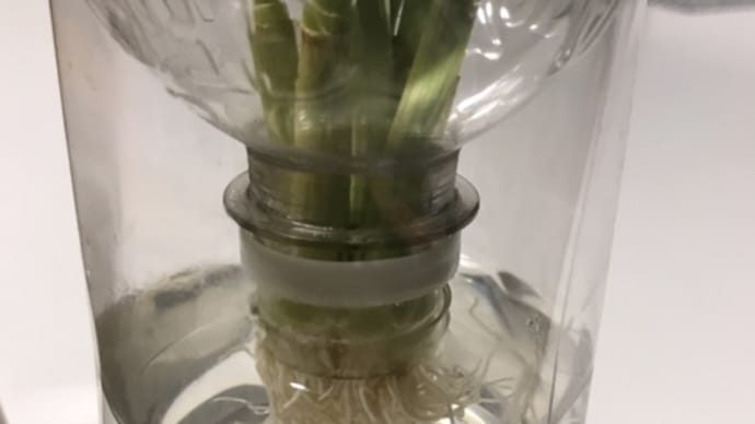 水栽培