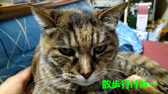 また降ってきた(。´-д-)