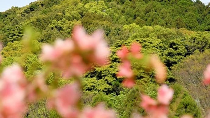 ちょいと高良山へ