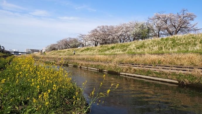 桜と菜の花の咲く柏尾川の風景