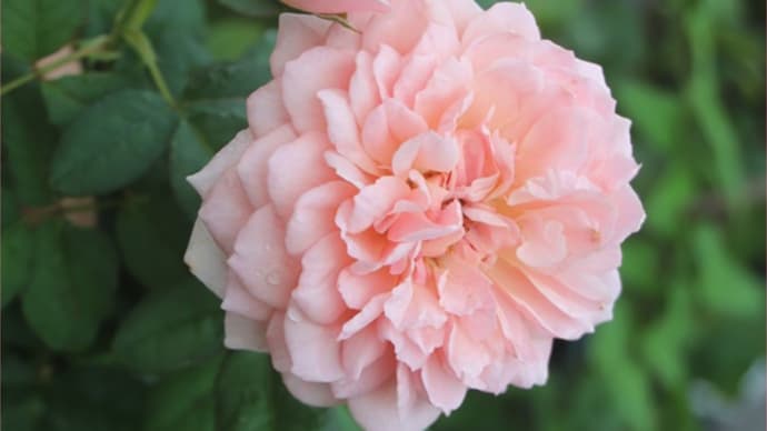 挿し芽のフランシス*ブルーローズせせらぎ*こぼれだねのトレニア