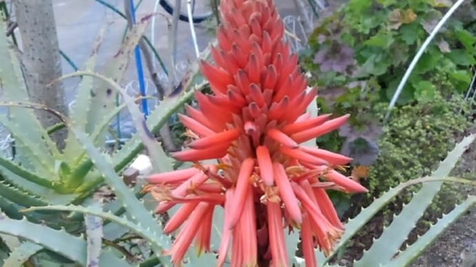 冬の花・・・アロエ