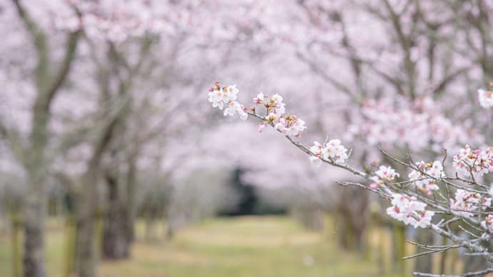 桜を求めて徳島市から神山町　その3