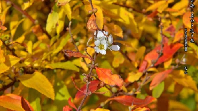 雪柳の黄葉・返り花
