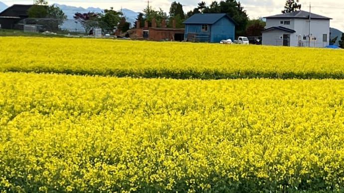 北海道紀行3日目③〜菜の花畑と熊情報