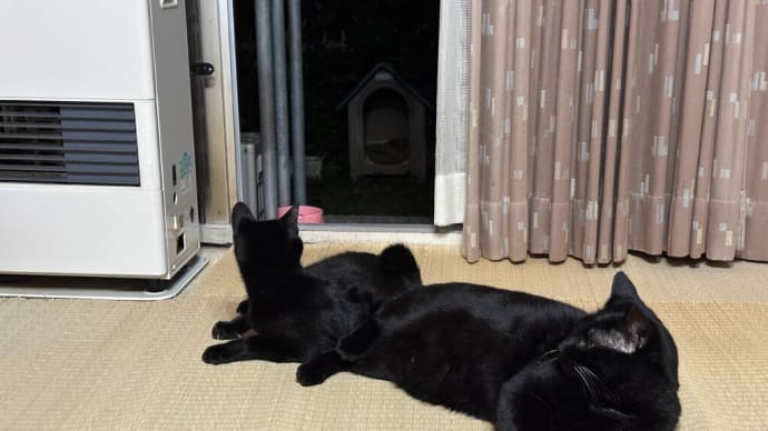 夜の黒猫ダブル
