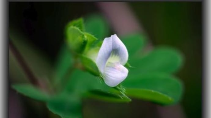 シバネム コウの花図鑑