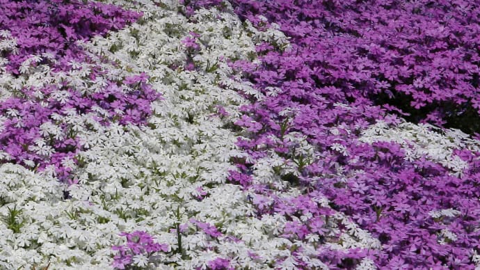 芝桜の季節3