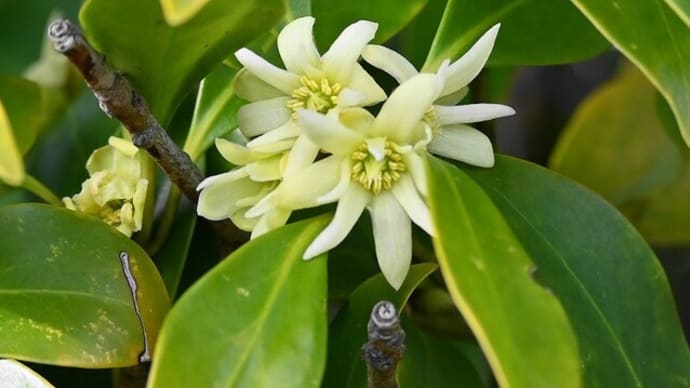 シキミの花