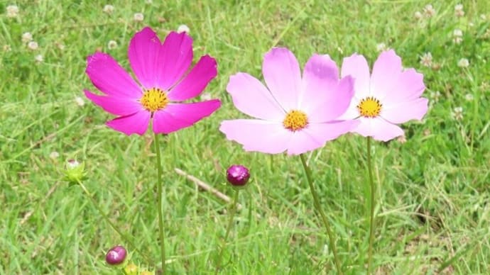 ひと足お先に秋の花