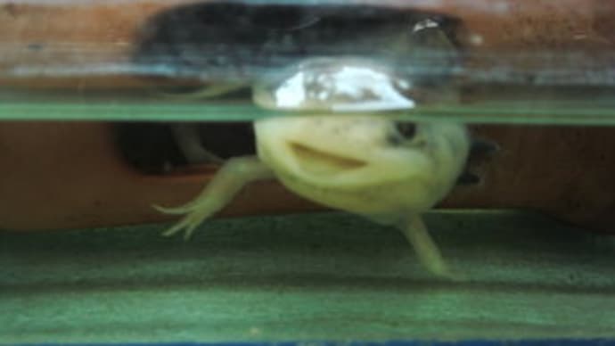 ウーパールーパー と カメ ぬくぬくしてます