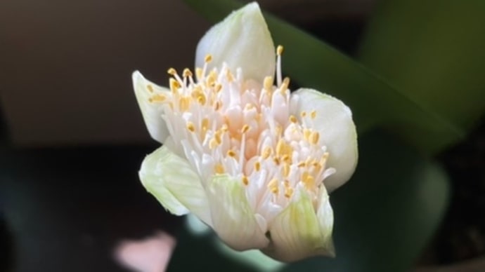 「マユハケオモトの花」