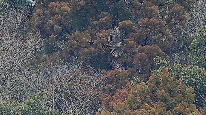 クマタカ 52
