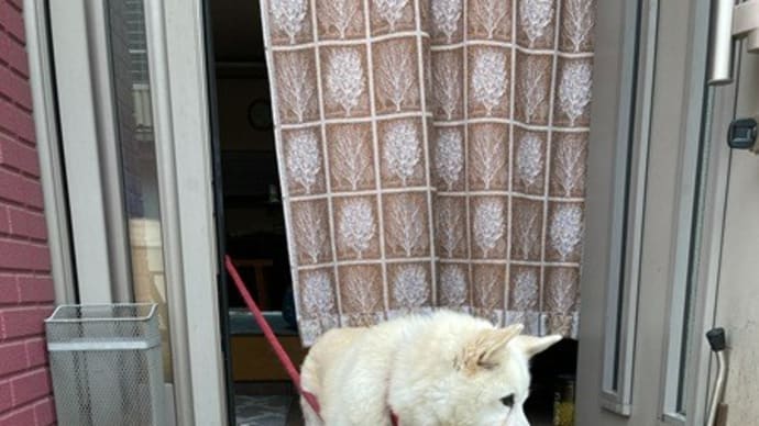 犬と猫との暮らし~三郷24和裁教室~作りたい物を作る和裁教室…