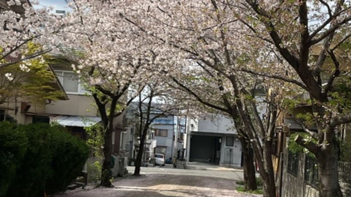 城南荘の桜 見納め