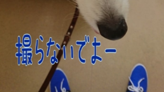 撮影妨害