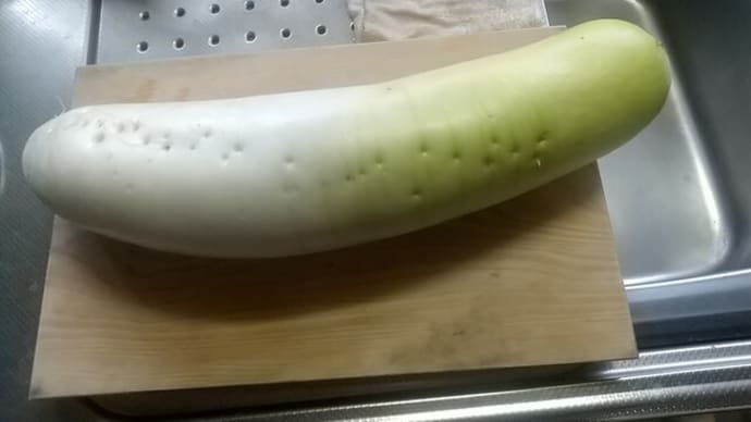 今日の収獲「青首ダイコン」