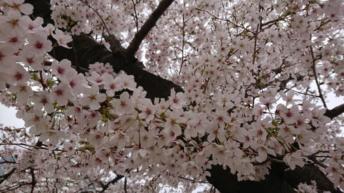 今年の桜