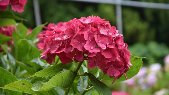 あじさい狩り　茨城県北茨城市華川町　北茨城あじさいの森：あじさい祭（3）赤いアジサイ