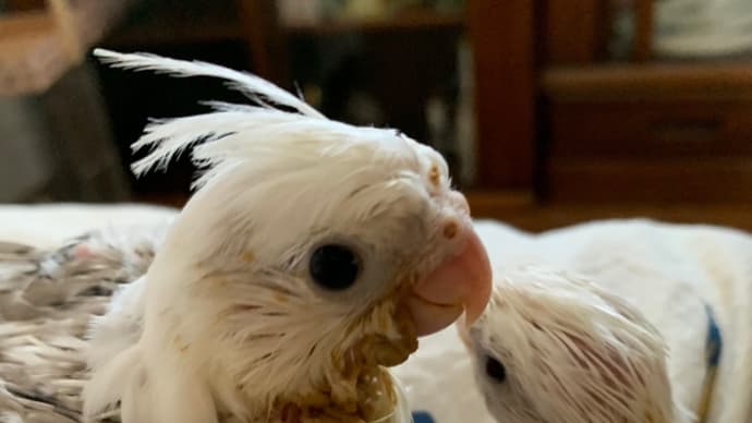 オカメインコベビー🐣
