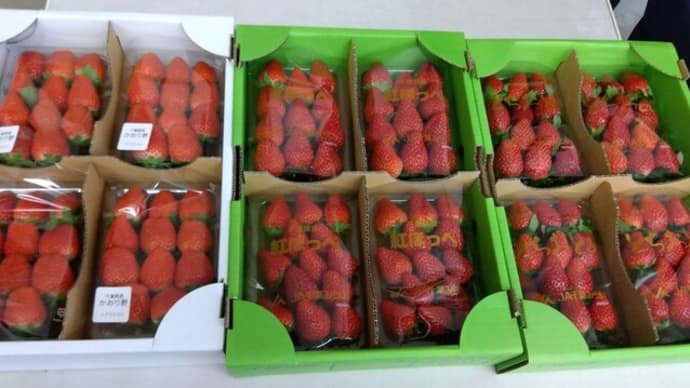 ピックアップ：千葉市のイチゴ農家の出荷査定会が開催されました！