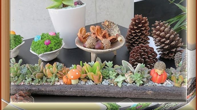 多肉植物