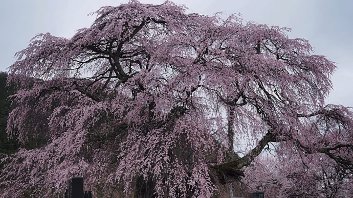 ★松本市梓川 中塔阿弥陀堂の枝垂れ桜🌸 2021