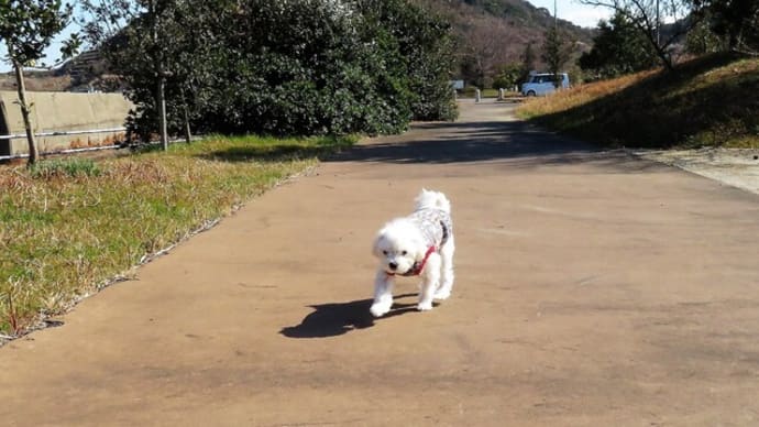 太郎と散歩